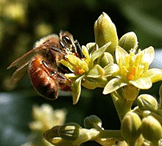 A honey bee lands on a yellow flower.