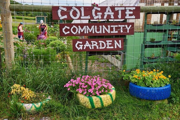 A fenced-in garden with pink and yellow flowers and a sign that reads Colgate Community Garden.